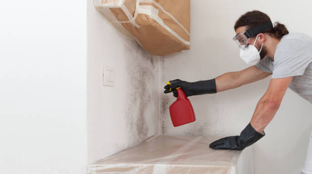 Professional Attic Mold Remediation technician working in Newtonville, MA