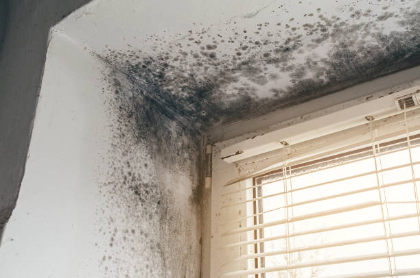 Affordable Attic Mold Remediation solutions in Newtonville, MA